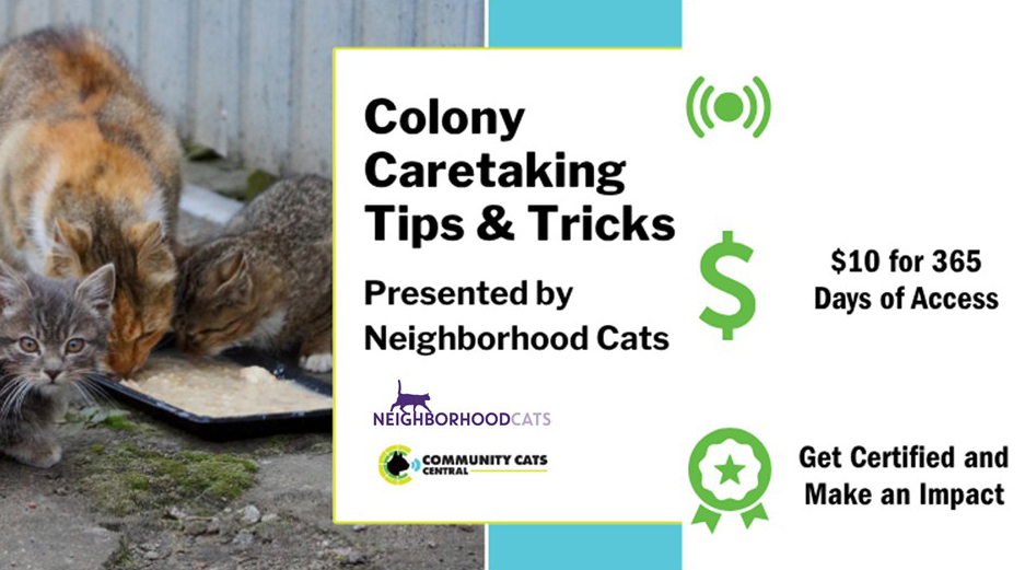 $10 fee at Community Cats Central