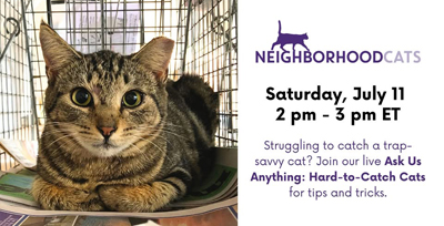 Featured image for Ask Us Anything: Hard-to-Catch Cats