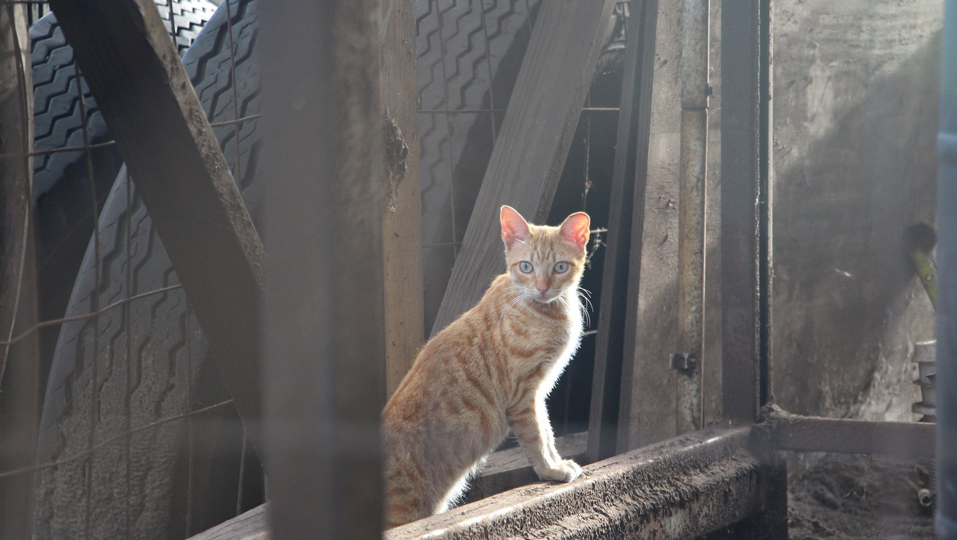 An eartipped feral cat looks down from his perch.