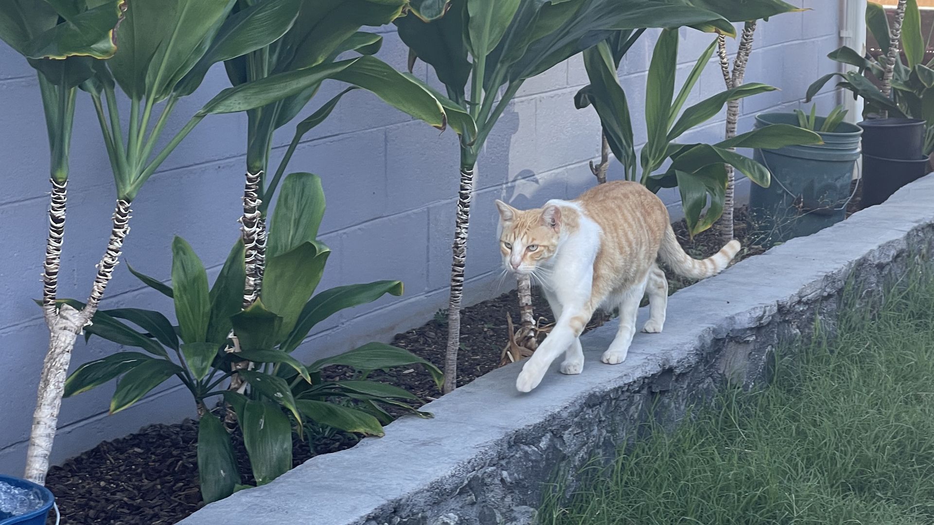 A community cat strides along the top of a stone wall.
