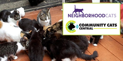 Featured image for Making the Case for TNR