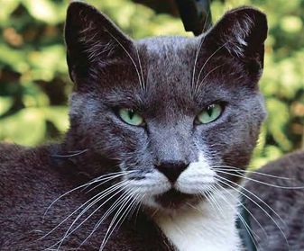 The Neighborhood Cats TNR Handbook