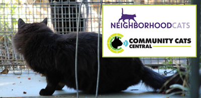 Featured image for Increasing Impact with Targeted TNR