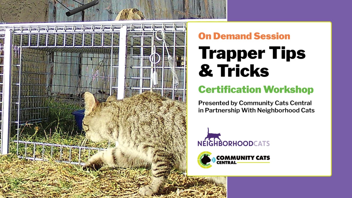 External video thumbnail