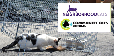 Featured image for Drop Traps: Beginning & Advanced