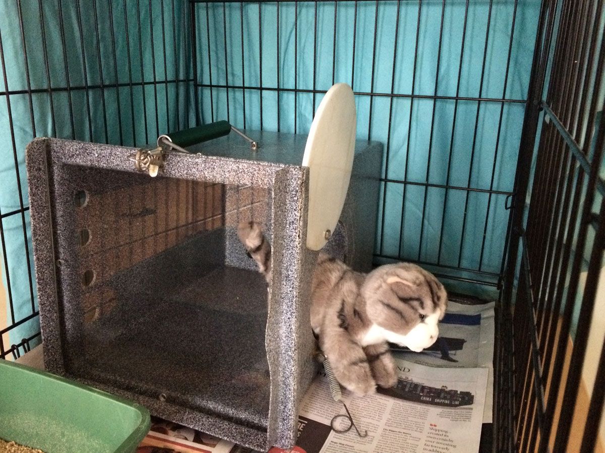 Step 4 - cat's out of the den