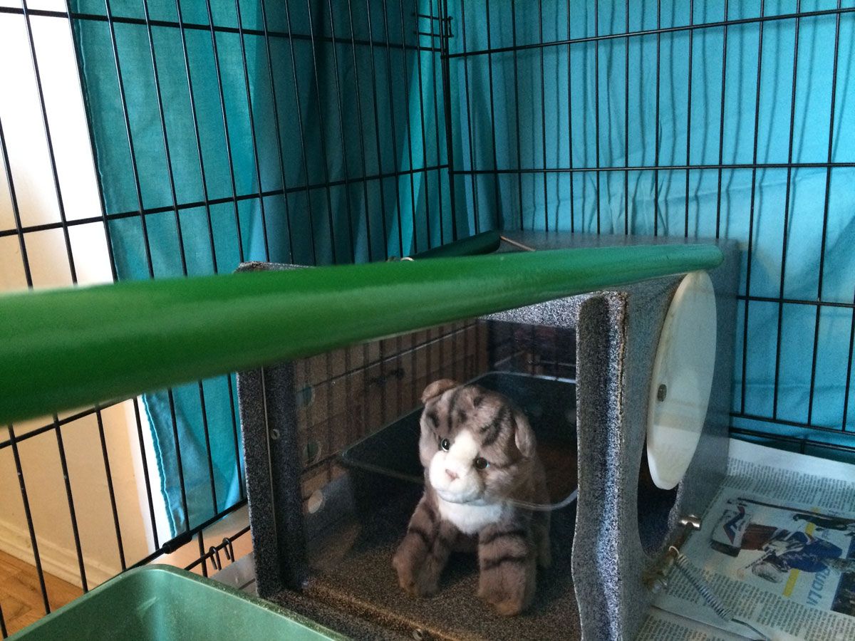 Step 5 - feeding & cleaning
